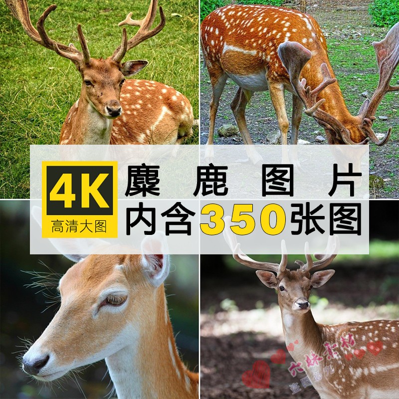 高清动物生物JPG图片麋鹿驯鹿梅花鹿美工设计摄影照素材自动发货