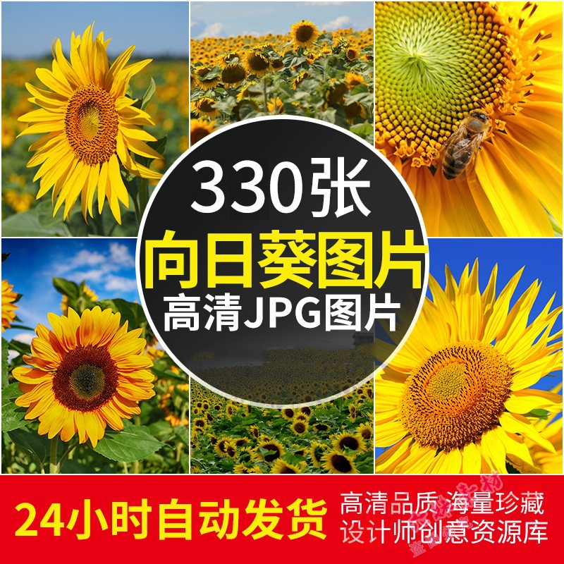 高清向日葵图片花海花田植物风光摄影照片电脑4K壁纸素材自动发货怎么样,好用不?