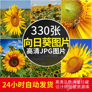 高清向日葵图片花海花田植物风光摄影照片电脑4K壁纸素材自动发货