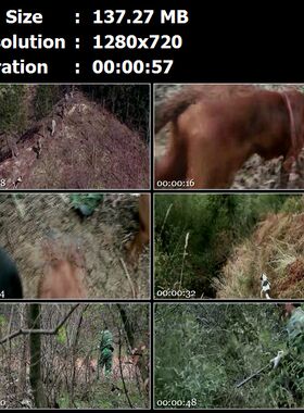 安吉磻溪村猎户上山打猎猎狗山林猎枪射击扛野猪高清实拍视频素材