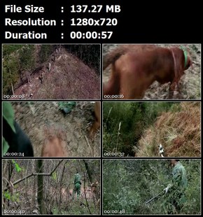 安吉磻溪村猎户上山打猎猎狗山林猎枪射击扛野猪高清实拍视频素材