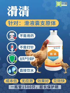 【滑清】鸡生殖性滑液囊支原体输卵管型滑囊炎鸭鹅关节肿鸡太阳蛋