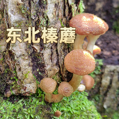 东北黑龙江 榛蘑 农家晾晒 新榛蘑干 食用农产品