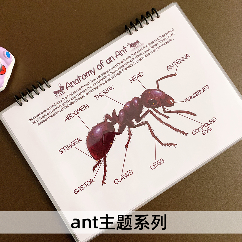 Ant蚂蚁主题自然生命周期