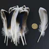 Натуральный цвет около 50 корней