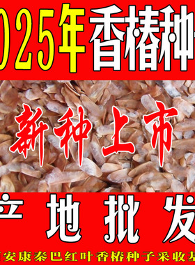 秦巴红叶2025年新采红油香椿种子种籽四季芽苗菜红椿树苗椿芽种孑