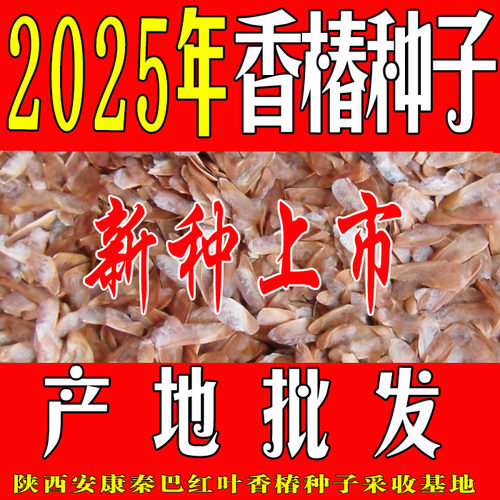 种子四季芽苗菜红油香椿