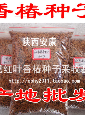 秦巴新款北方简单红叶红油种籽芽苗菜种四季芽香椿树苗种子阳台种