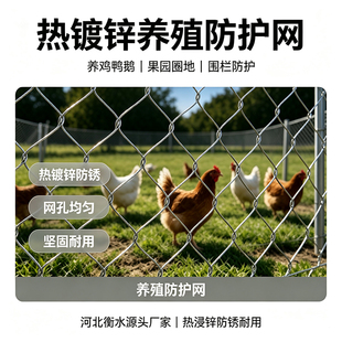 铁丝网镀锌养殖鸡鸭网六角拧花圈羊网造型网婚庆插花吊顶筑工保温