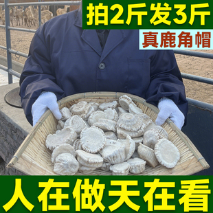 东北长白山鹿角帽粉正品250g梅花鹿角帽鹿托盘粉鹿角冒脱落托