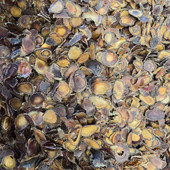 鹿茸残片梅花鹿碎腊片泡酒药材吉林鹿茸片碎片煲汤滋补养生10g