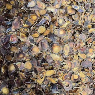 鹿茸残片梅花鹿碎腊片泡酒药材吉林鹿茸片碎片煲汤滋补养生10g