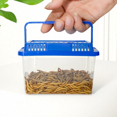 面包虫活虫饲养盒宠物饲料守宫蜘蛛螳螂蝎子鹦鹉仓鼠蜥蜴壁虎刺猬