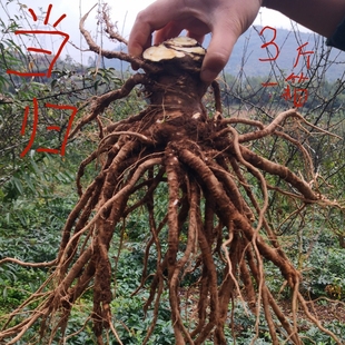 整根 现挖 有土 当归 散装 3斤价格 有水汽 会发霉长毛 新鲜
