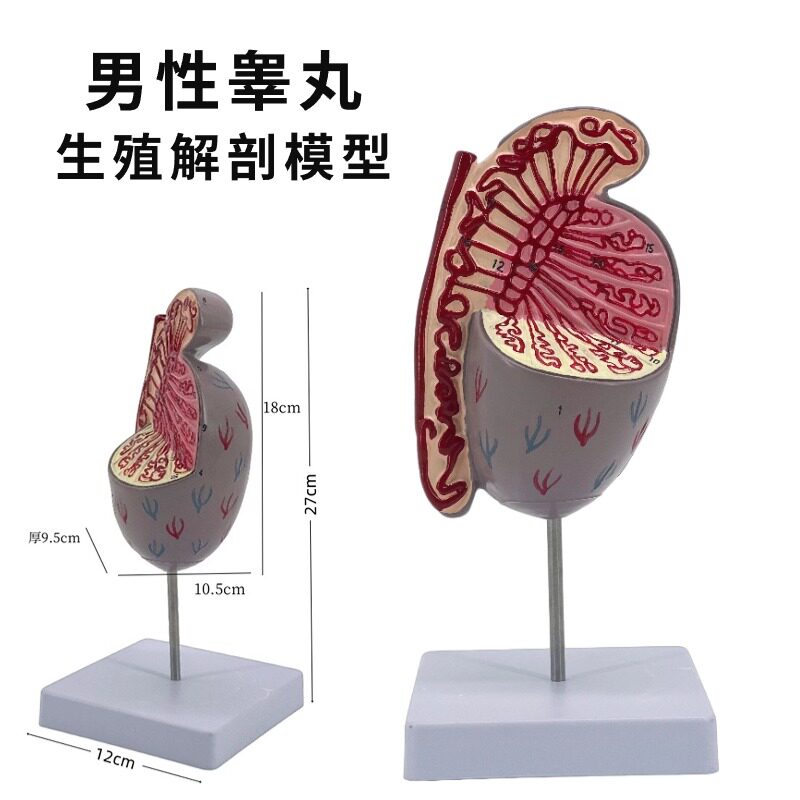 男性睾丸模型 生殖睾丸结构模型生殖泌尿模型 男性生殖器解剖模型