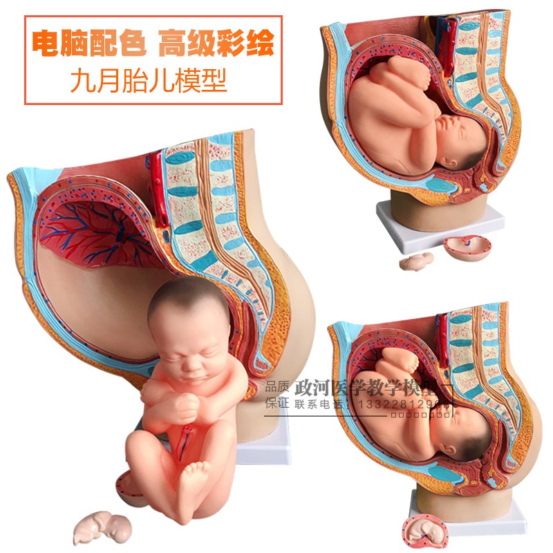 女性矢状解剖模型（４部件） 骨盆妊娠九个月胎儿模型 分娩直观