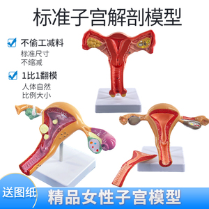 阴道生殖双侧卵巢正常解剖模型