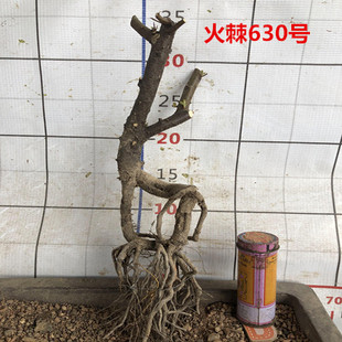 火棘盆景树桩室内外绿植盆栽