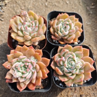 霜花1.8一个，18包邮