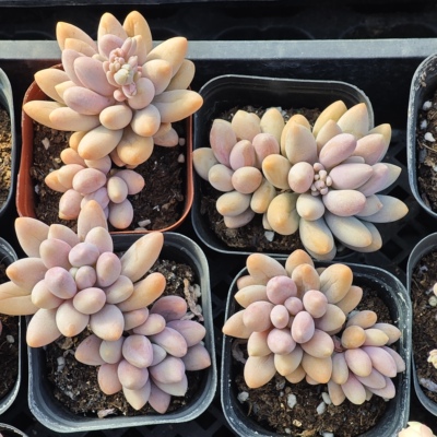 粉色恋人3.99一个，18包邮