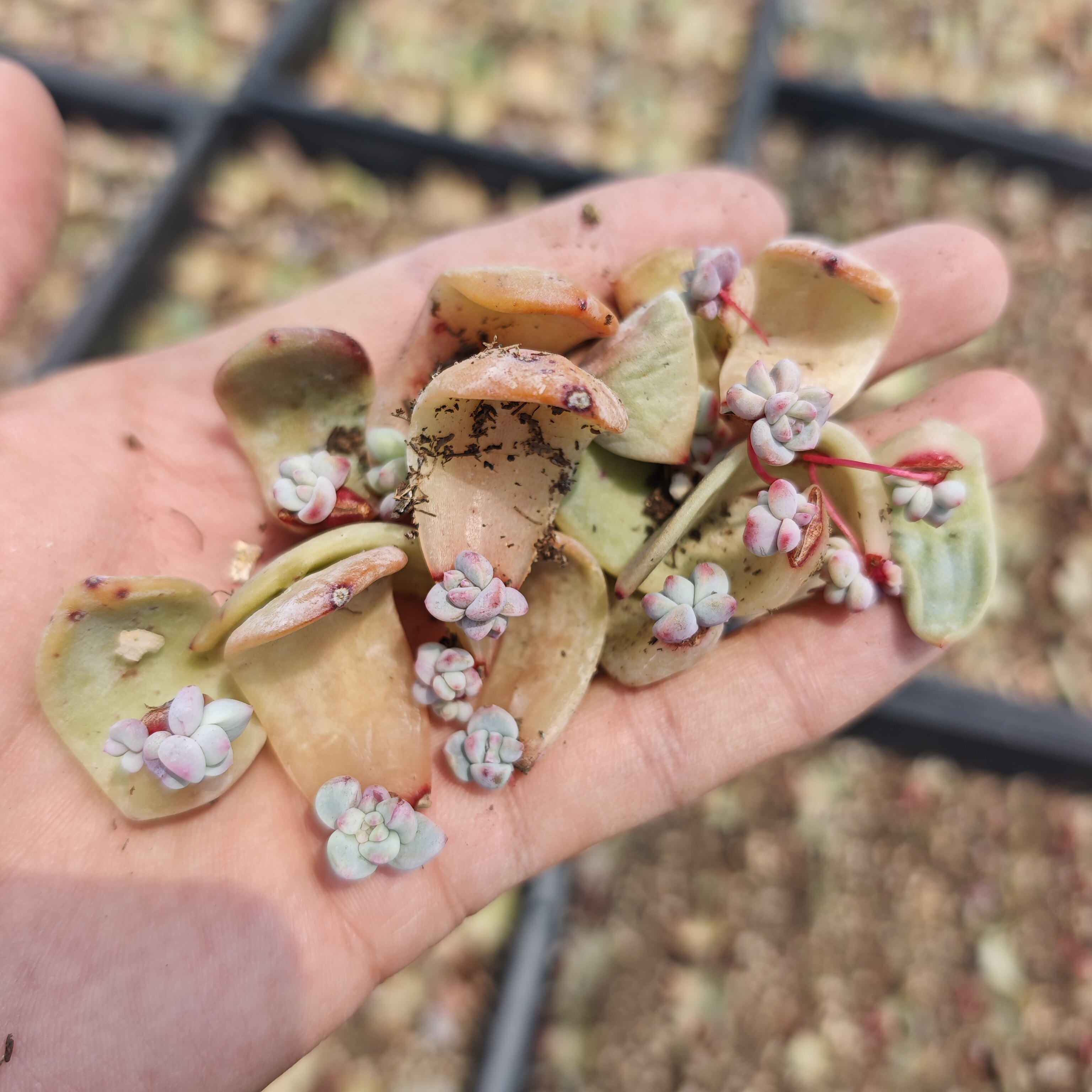 橙梦露单双出芽叶片100片9.多肉植物