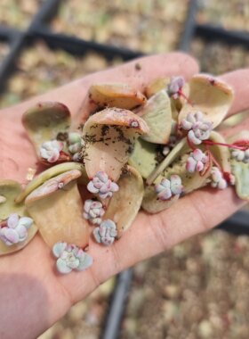 橙梦露单双出芽叶片100片9.9