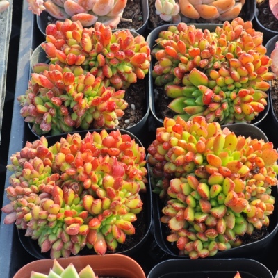 红唇缀化3.99一个，18包邮