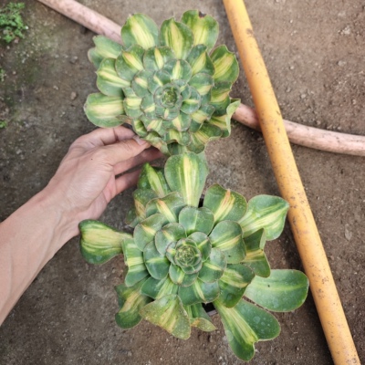 暴君2颗25.8，一物一拍