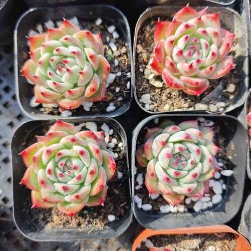 水蜜桃1.8一个，18包邮