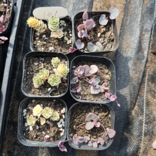 亚特兰蒂斯锦和爱之蔓锦6盆22.8