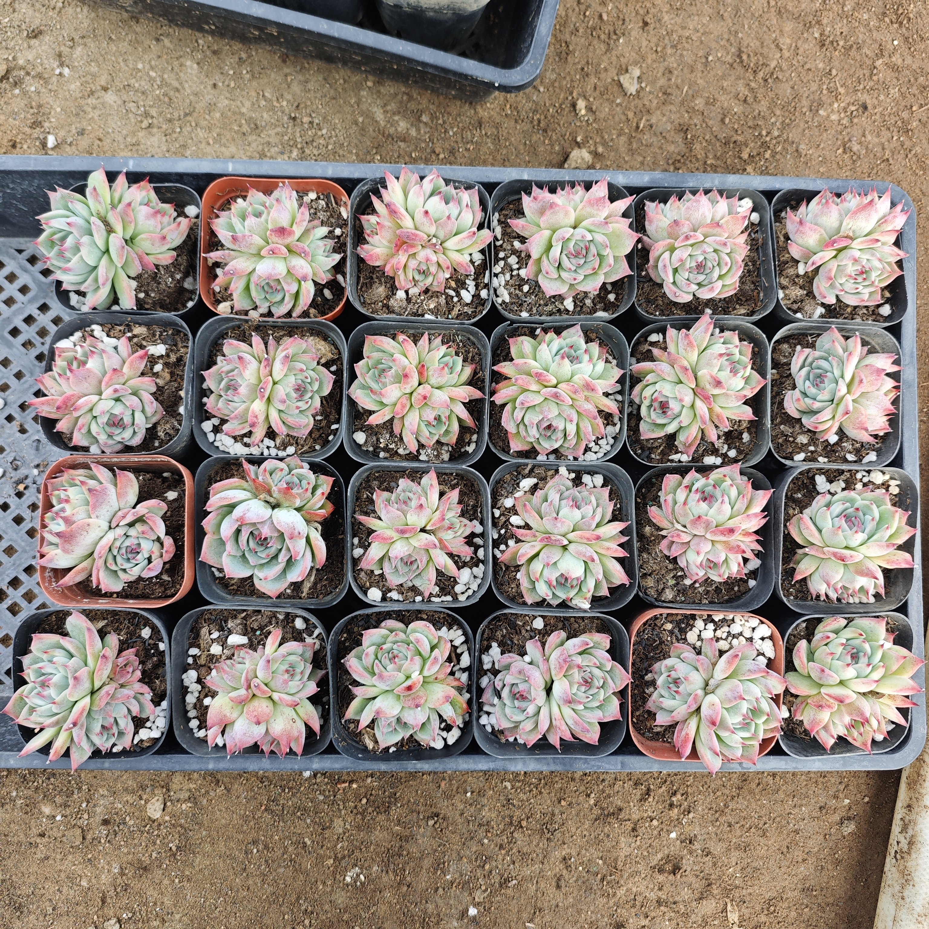 水蜜桃24颗30,鲜花速递/花卉仿真/绿植园艺,多肉植物,淘宝优惠券,粉丝福利购,淘宝优惠卷