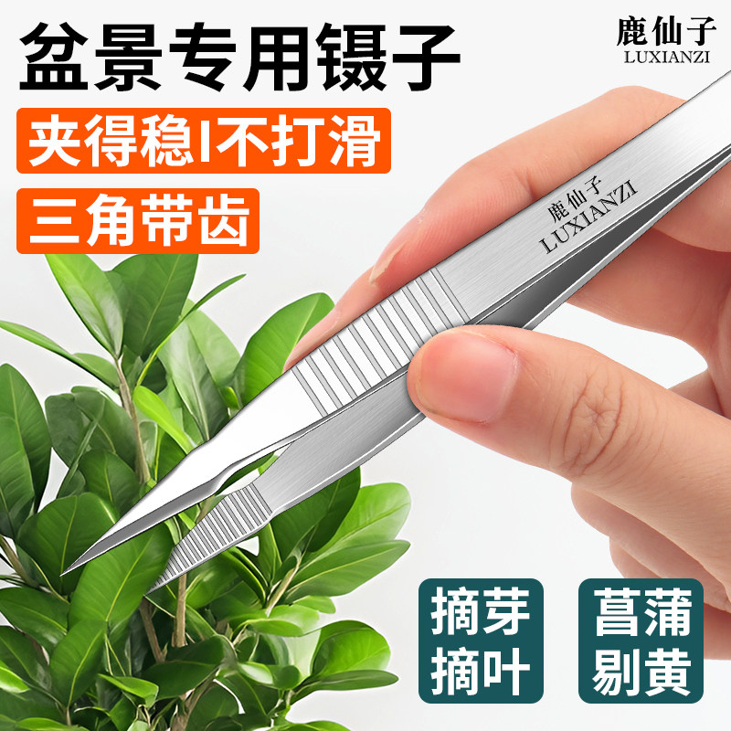 鹿仙子不锈钢园艺专用镊子防滑带齿盆景菖蒲剔黄多肉摘芽摘叶夹子