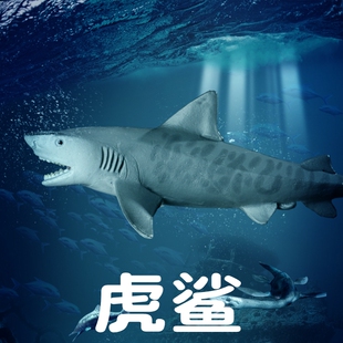儿童仿真鲨鱼玩具虎鲨模型鼬鲨鼬鲛海底世界生物海洋动物斑马鲨