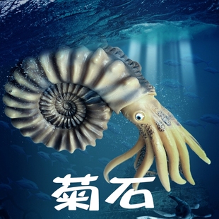 儿童玩具远古海洋生物菊石鹦鹉螺模型仿真动物手办史前时代摆件