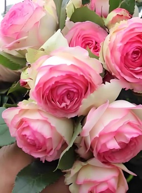 【粉色龙沙宝石】浓香型月季花苗 藤本爬藤蔷薇花苗庭院植物