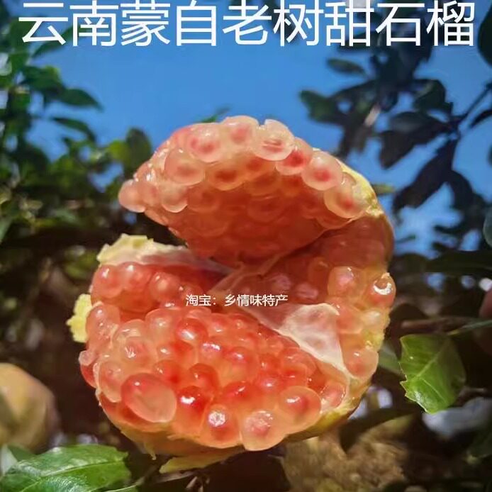只卖老树果云南蒙自甜石榴