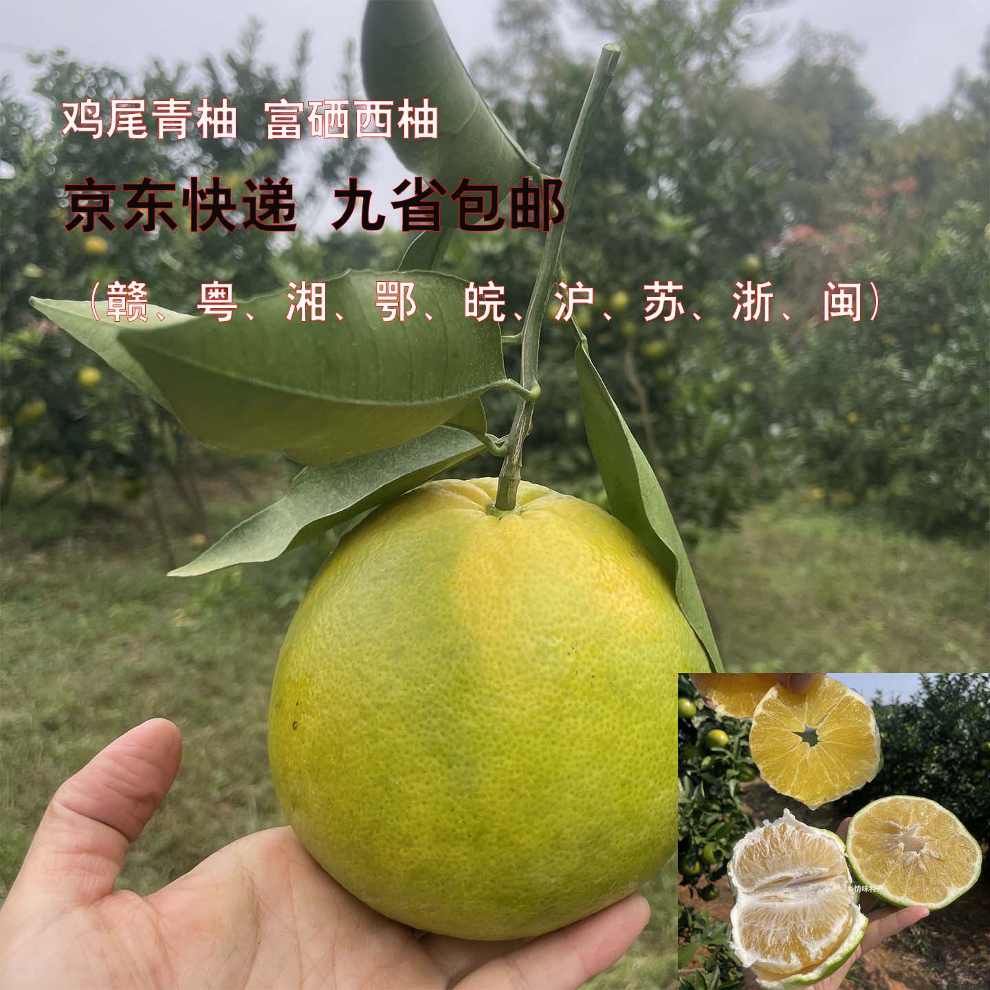 拳头大的柚子超级爆汁