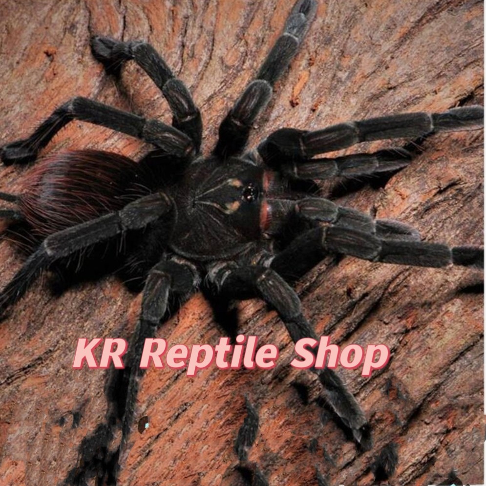 皮钦查钢铁蓝网红宠物蜘蛛Pam属经典高端品种,宠物/宠物食品及用品,蜘蛛,淘宝优惠券,粉丝福利购,淘宝优惠卷