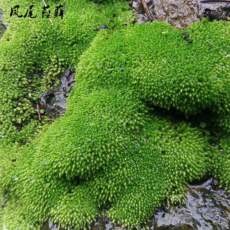 苔藓微景观植物鲜活青苔绿羽毛盆景雨林假山庭院造景绿植白发藓