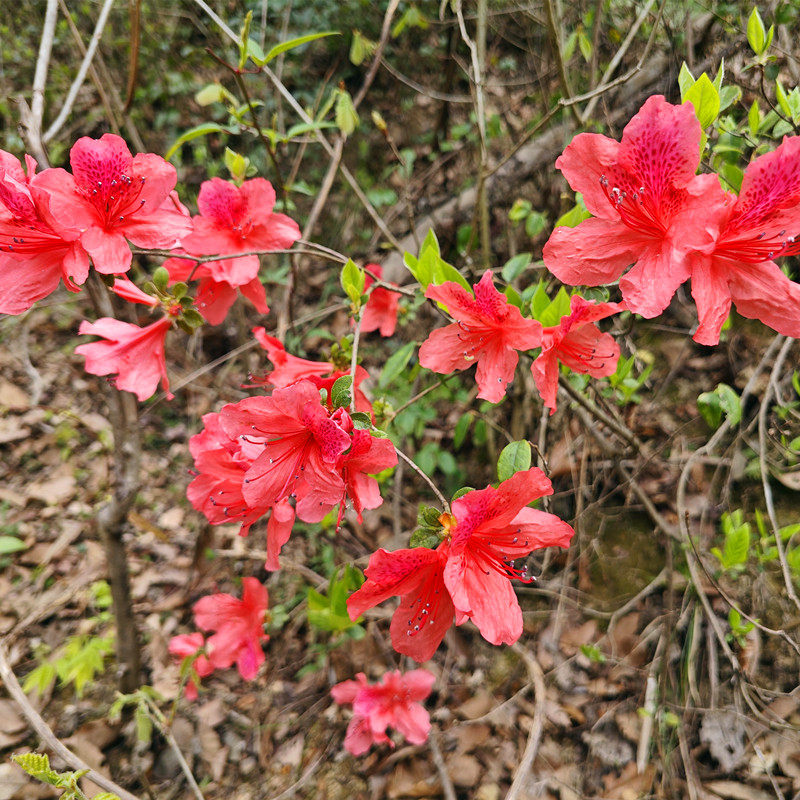 野生映山红杜娟花红色不带盆杜鹃花