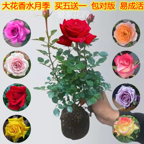 浓香型花月季灌木玫瑰阳台