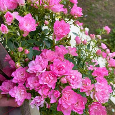 天河繁星月季微月灌木阳台盆栽四季开多头迷你玫瑰花荷花庭院蔷薇