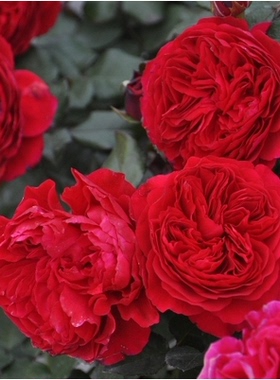 大花欧月灌木红色达芬奇/红达Red Leonardo月季淡香庭院阳台小苗