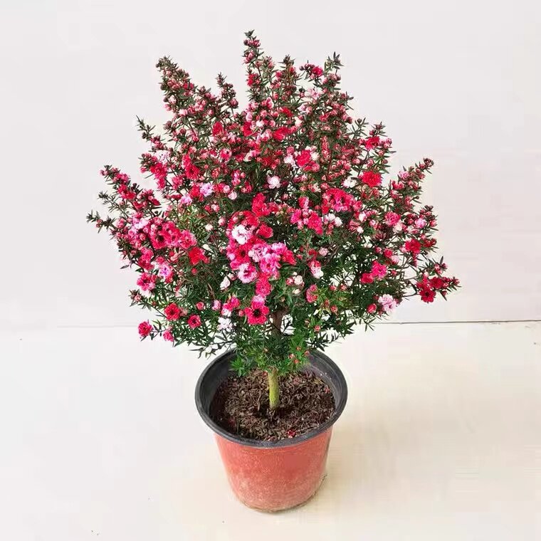 松红梅带花苞三色梅澳洲雪花梅室内花卉盆栽一树多色阳台四季好养图片