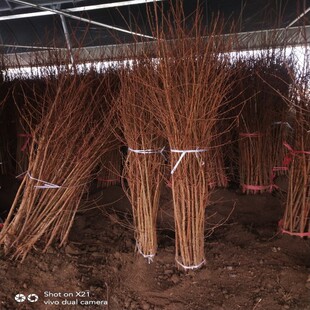 水杉树苗落羽杉小苗庭院道路农田护坡占地水边大型四季常青杉树苗