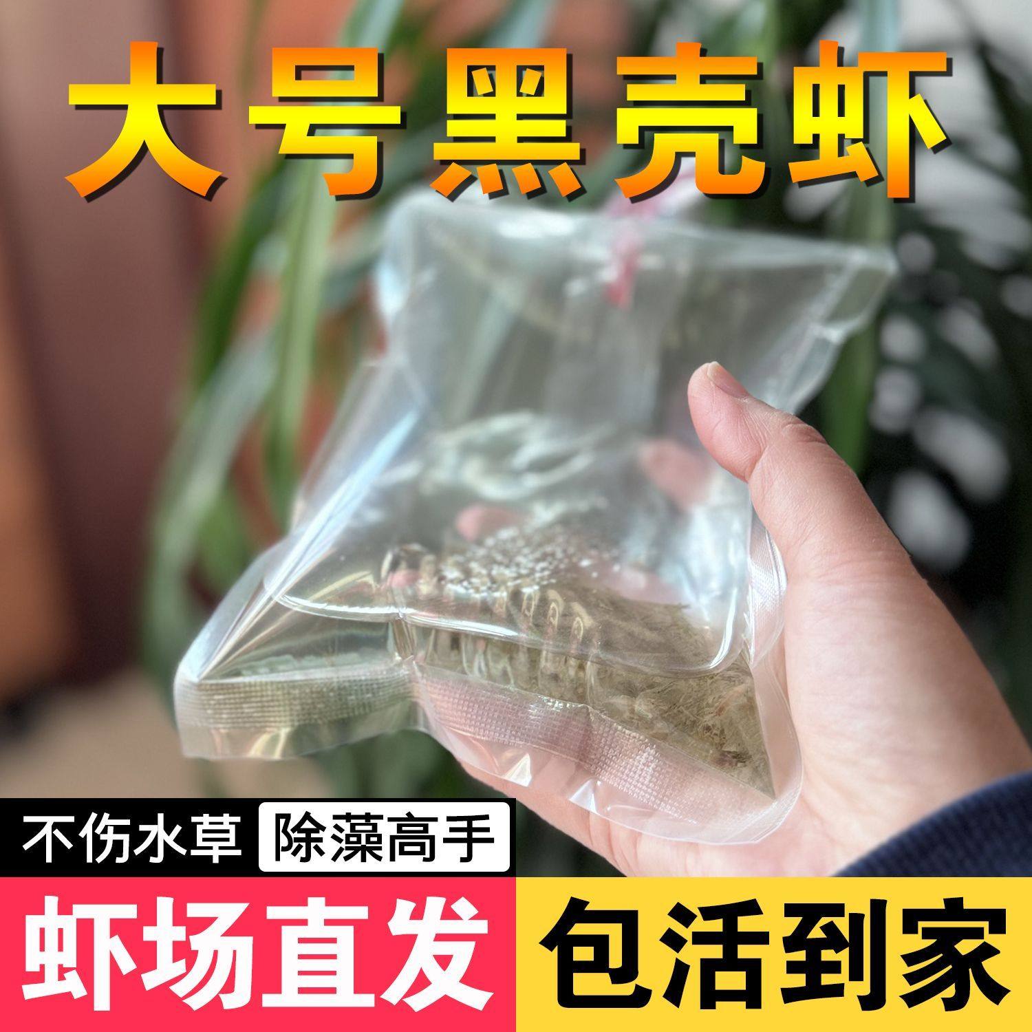宠物黑壳除藻活体淡水观赏鱼缸草缸鲜活清洁工具造景乌龟饲料套餐,宠物/宠物食品及用品,虾,淘宝优惠券,粉丝福利购,淘宝优惠卷
