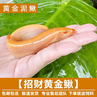 黄金泥鳅鱼缸吃藻青苔底层清洁工具鱼金龙鳅冷水淡水鱼摆摊观赏鱼