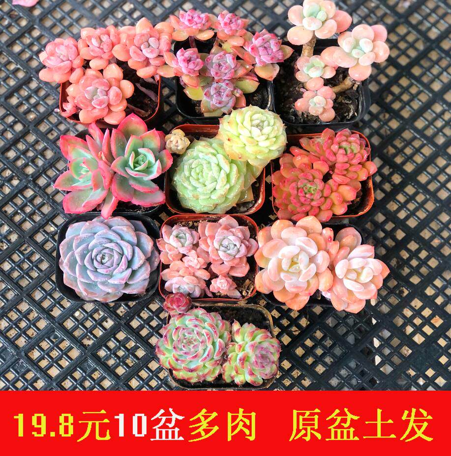 多肉植物组合花卉盆栽一物一拍室内带盆组合好养批发含原盆土发