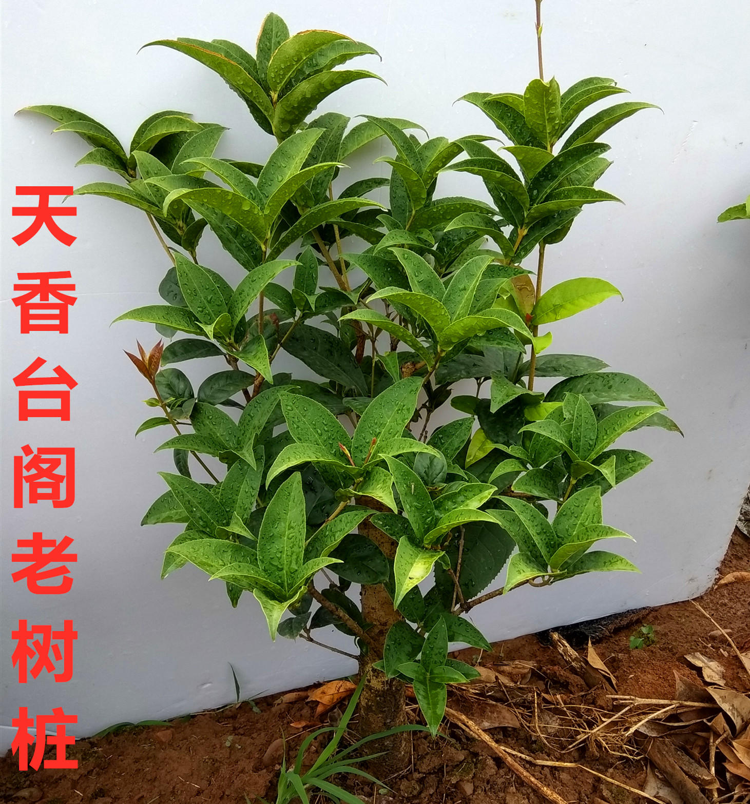 室内庭院阳台盆栽原生佛顶珠天香台阁日香桂花树桩小盆景一物一拍