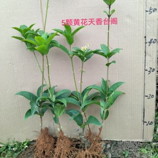 2025年臻品四季桂花原生小苗天香台阁红天香佛顶珠日香桂金玉满堂